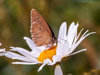 Obraz premium a brown butterfly sits on a chamomile