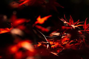 紅葉