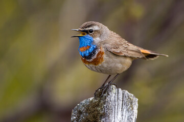 Rotsterniges Blaukehlchen (Luscinia svecica svecica) Männchen