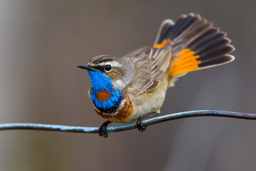 Rotsterniges Blaukehlchen (Luscinia svecica svecica) Männchen