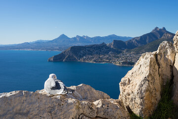 beautiful mediterranean seascape with blue mountains and seagull