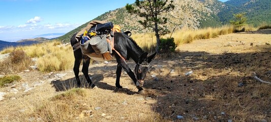Donkey carrying equipment through the Sierra de Baza Natural Park. - obrazy, fototapety, plakaty