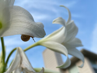 Snail silhouette on white lily on sunny day