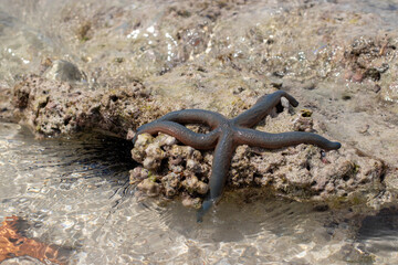 Blue starfish lies on underwater rocks at low tide
