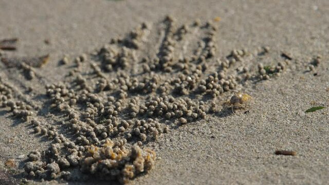 Crab on the beach makes sand balls