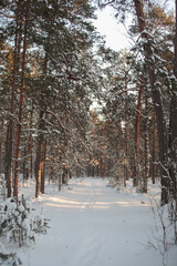 Fototapeta premium forest in winter