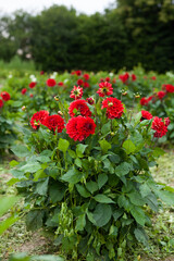 Red Dahlia Flower in Garden
