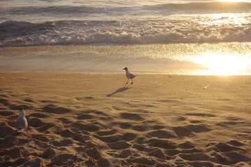 en la orilla de la playa hay una gaviota