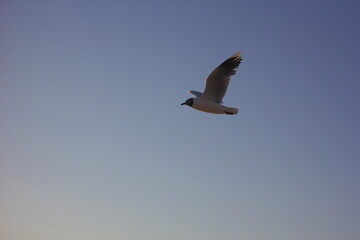 Obraz premium gaviota volando sobre el cielo azul