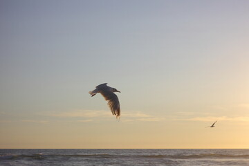 gaviota volando en sobre el mar y en la puesta de sol, o a travez del sol