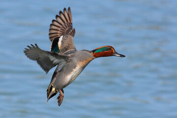 Male teal (Anas crecca) flies over the water