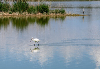 Spatule blanche en Camargue