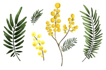 Set Mimosa flowers and branches isolated