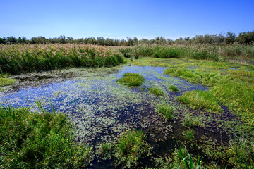 Etang du Scamandre