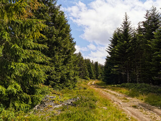 Fototapeta na wymiar Route forestière, Margeride, forêt du Liconès, Saint-Privat-du-Fau, Massif central, Lozère, Occitanie, France