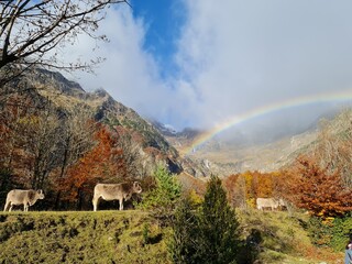 Montañas vacas y arcoiris