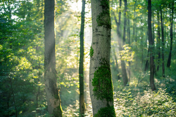 Sonnenstrahlen tauchen den Wald in weiches Licht