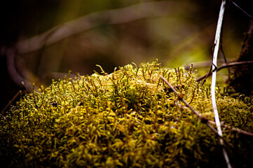 природа и заброшенное