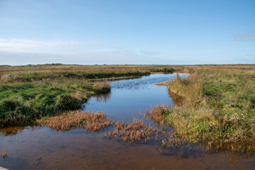 Feuchtwiesen sowie offene Wasser- und Schilfflächen findet man in der Gegend des Greune Stee im Süden der Ostfriesischen Insel Borkum.
