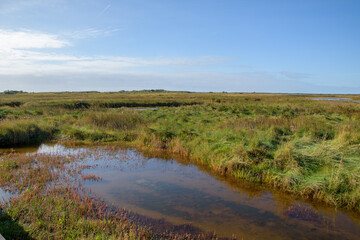 Feuchtwiesen sowie offene Wasser- und Schilfflächen findet man in der Gegend des Greune Stee im Süden der Ostfriesischen Insel Borkum.