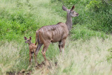 Naklejka na ściany i meble Kudu with calf, Kruger National Park