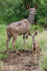 Obraz na płótnie Canvas Kudu with calf, Kruger National Park
