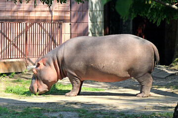 hippopotamus in the zoo relishes delicious fresh grass