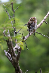 African Barred Owlet, Kruger National Park