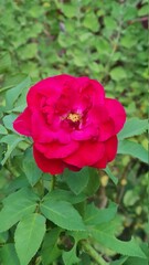 red rose flower