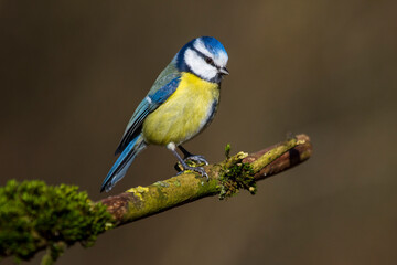 Obraz premium Blaumeise (Cyanistes caeruleus)