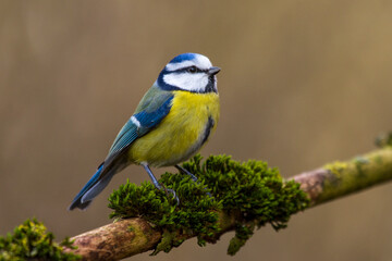 Blaumeise (Cyanistes caeruleus)