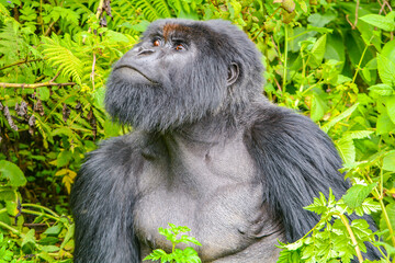 mountain gorilla looking up