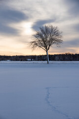 Fototapeta na wymiar winter landscape at sunset, bare-leaved tree and forest in the background
