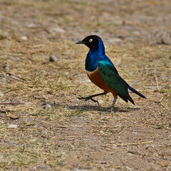Superb starling, Lamprotornis superbus, in Samburu National Reserve in Kenya.
