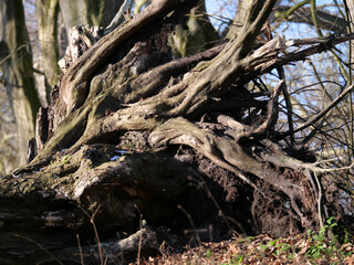 Fototapeta na wymiar Erodierte Wurzeln eines Baums als Geflecht vom Wind und Regen geschliffen