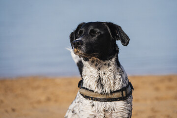 Face portrait of a female mixed dog standing in the beach with eyes closed