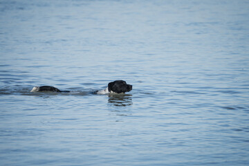 Fototapeta premium Female mixed dog swimming in the beach