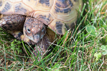 Close up of a Russian Tortoise outside in a field