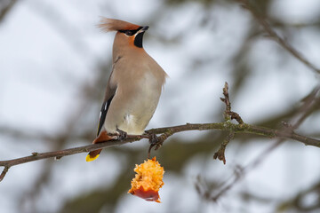 Seidenschwanz (Bombycilla garrulus)