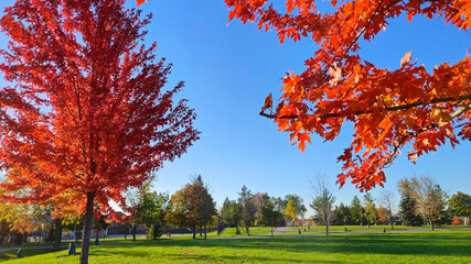 Red maple trees in the park with blue sky background