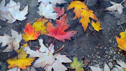 Maple leaves on a wet footpath in autumn