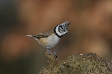 Fototapeta premium Haubenmeise (Lophophanes cristatus)