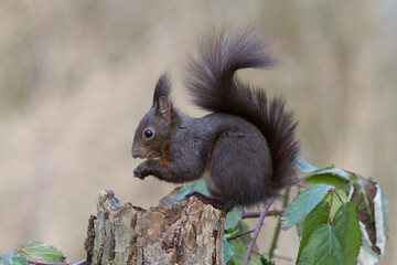 Eichhörnchen (Sciurus vulgaris)