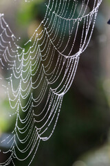 	
spider web with dew drops	