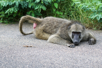 Obraz premium Chacma Baboon, Kruger National Park