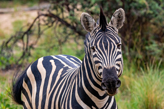 Zebra