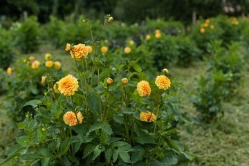 Yellow Dahlia Flower in Garden