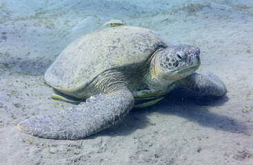 turtle underwater