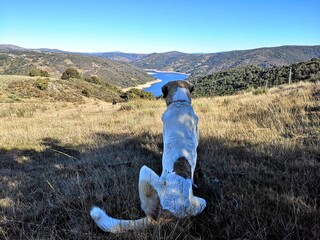 Perro de espaldas mirando hacia la Ribeira Sacra
