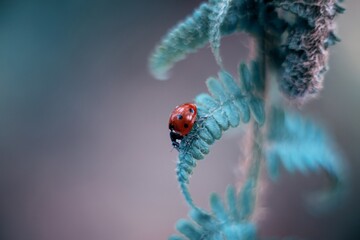 ladybug sitting on a green leaf